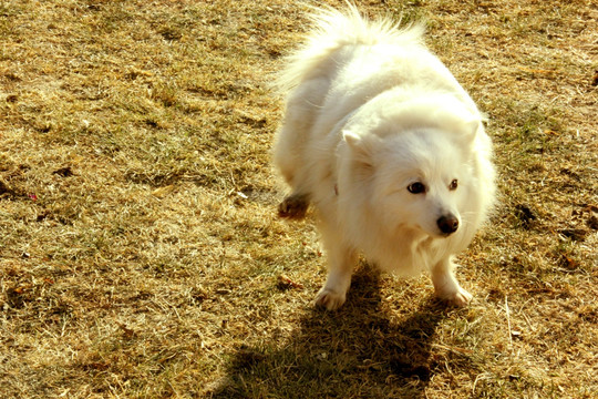 银狐犬