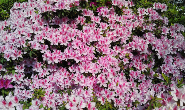 杜鹃花 花墙 花背景