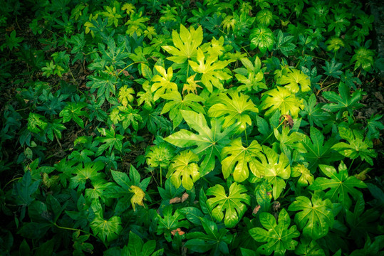 绿色植物