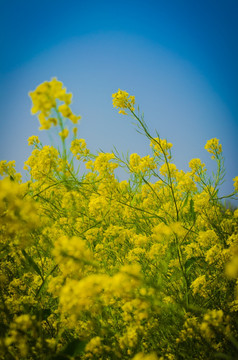 油菜花