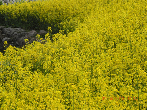 油菜花