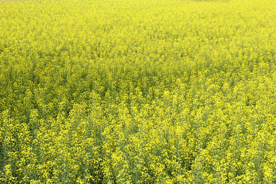 油菜花海