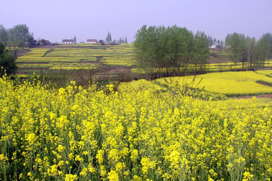 梯田油菜花