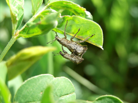 象甲 小昆虫