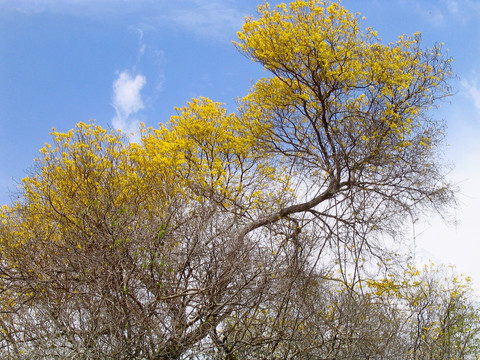 树枝 黄花