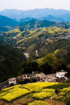 山野