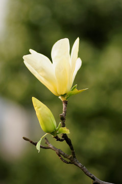 白玉兰花