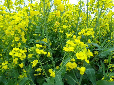 黄色油菜花