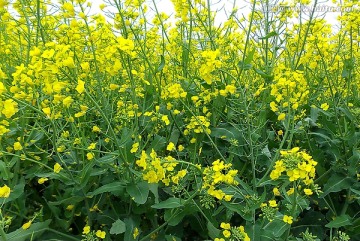 黃色油菜花