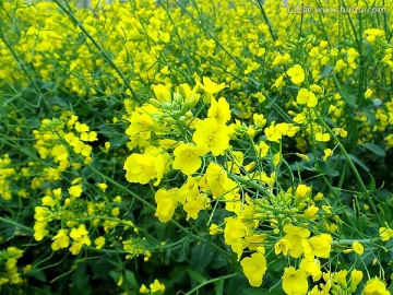 山花烂漫