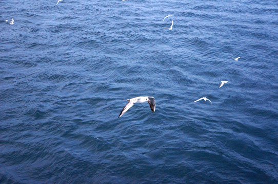 蓝色海水上飞翔的海鸥（非高清）