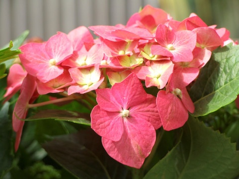 八仙花 紫阳花