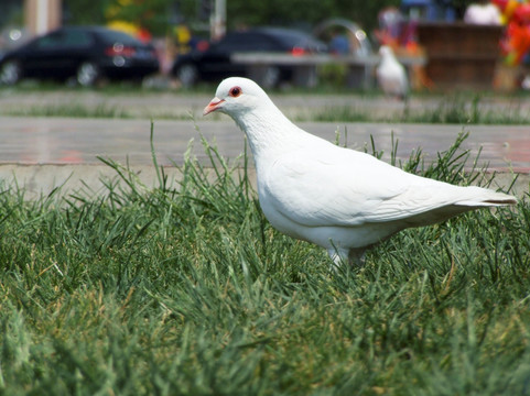 鸽子