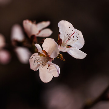 山桃花