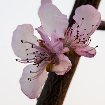 山桃花