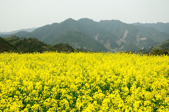 油菜花