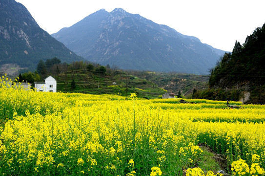 油菜花