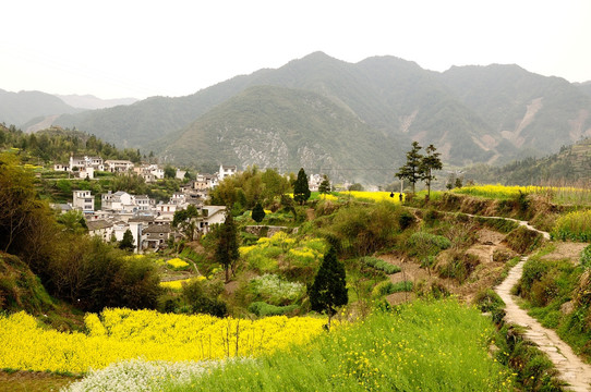 山间油菜花