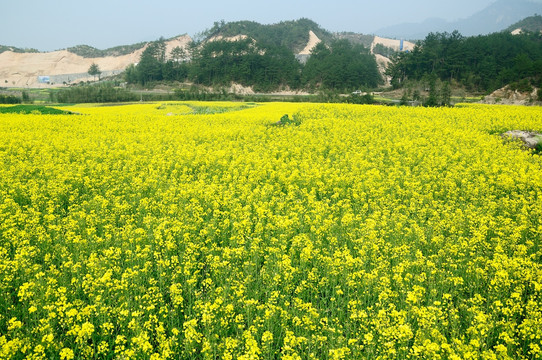 油菜花