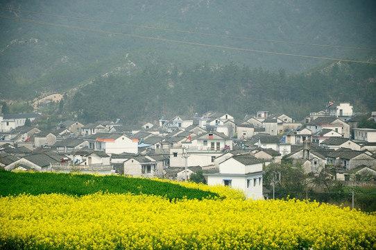 油菜花