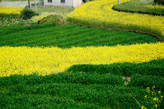 油菜花