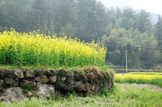 油菜花