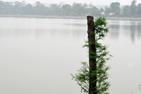 海珠湖