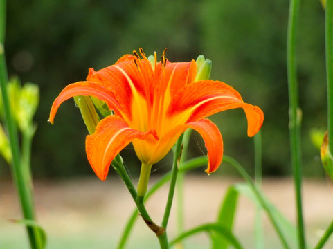 大花萱草 忘忧草 黄花菜