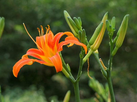 大花萱草 忘忧草 黄花菜