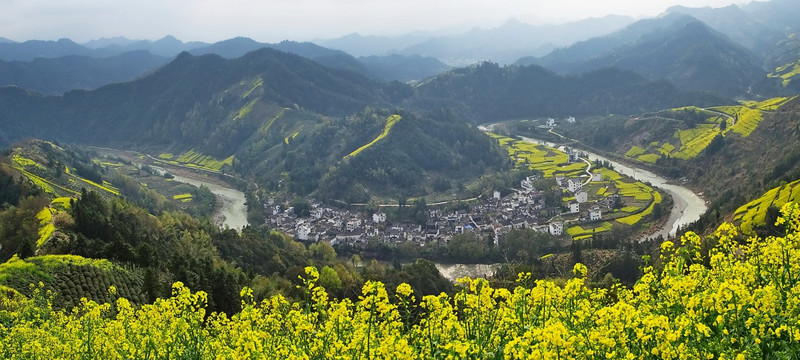 油菜花  大图