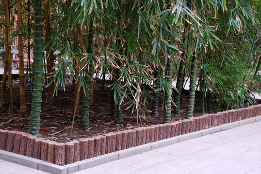 热带植物  竹子
