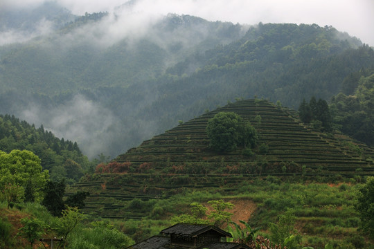 茶山