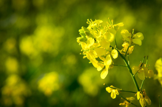 油菜花