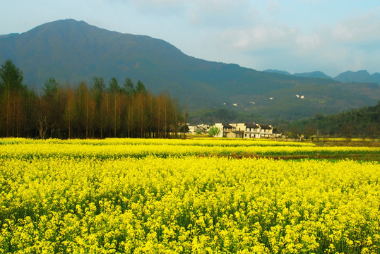 油菜花 安徽