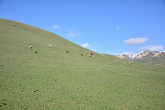 吐尔根草原