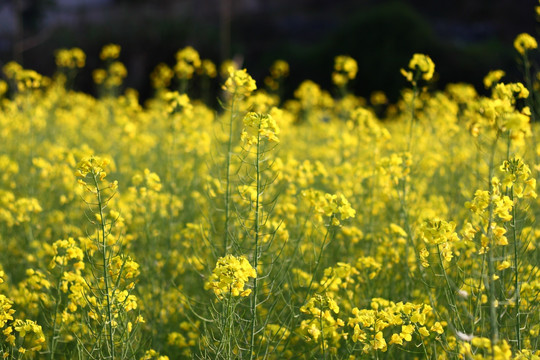 油菜花