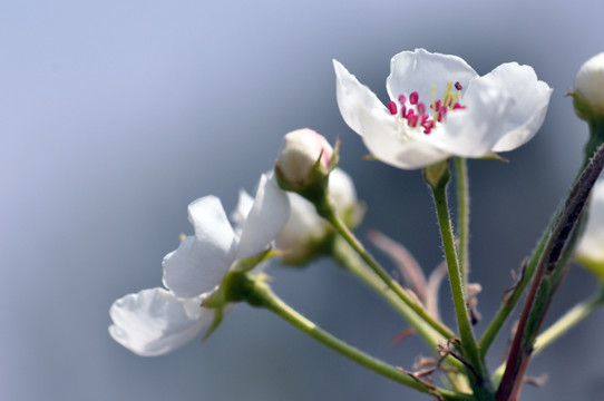 梨花