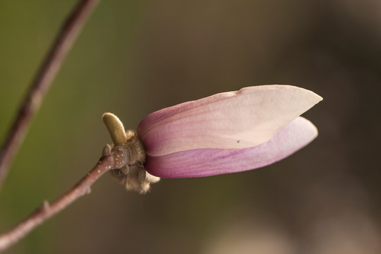 花苞