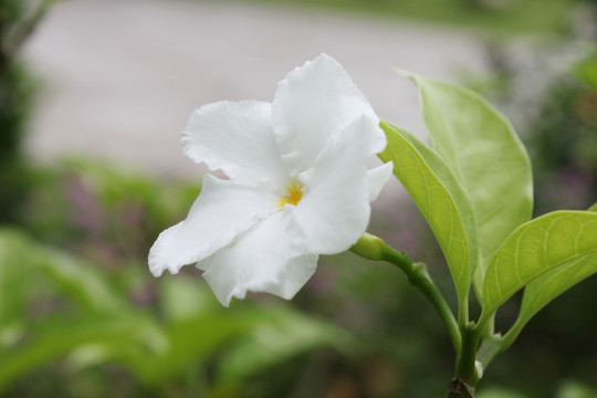 单瓣狗牙花