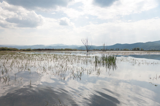 云南丽江拉市海湿地风景