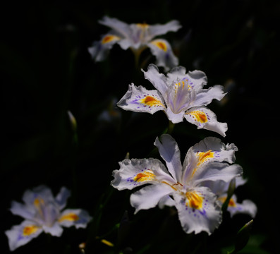 鸢尾花