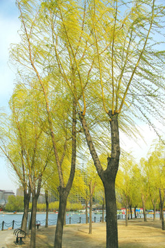 公园柳树