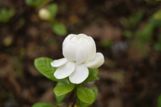 栀子花