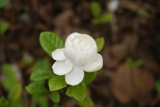 栀子花