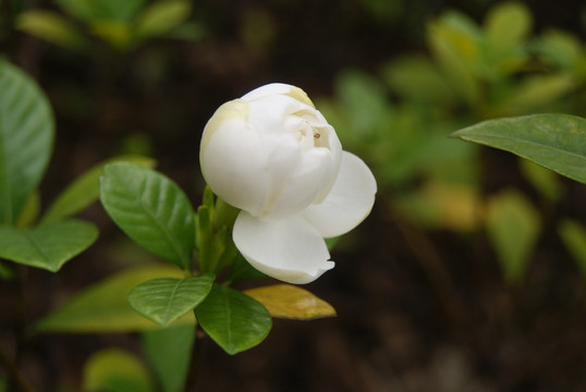 栀子花