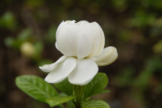 栀子花