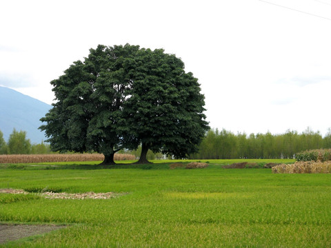 大树和草地