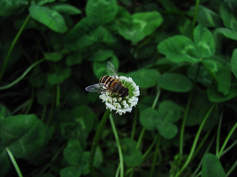 蜜蜂