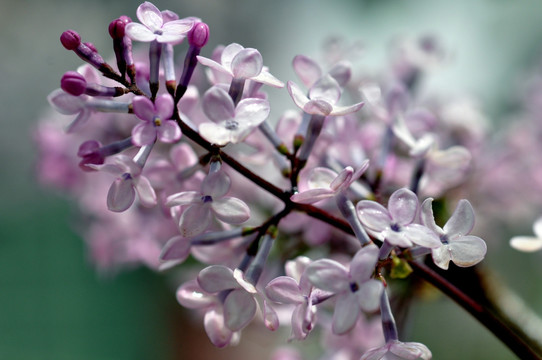 丁香花