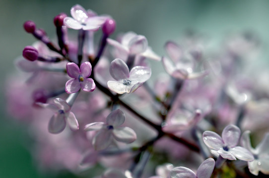 丁香花